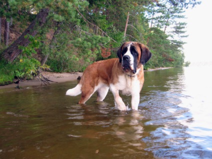 St Bernard câine rasa frumoase fotografii arata ca pui si adulti (poze) St Bernard câine rasa frumoase fotografii arata ca pui si adulti