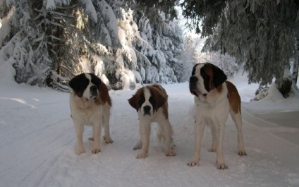 St Bernard câine rasa frumoase fotografii arata ca pui si adulti (poze) St Bernard câine rasa frumoase fotografii arata ca pui si adulti