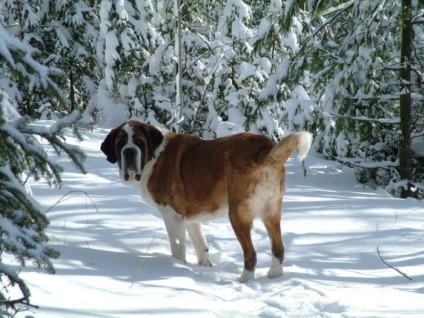 St Bernard câine rasa frumoase fotografii arata ca pui si adulti (câini) St Bernard câine rasa frumoase fotografii arata ca pui si adulti