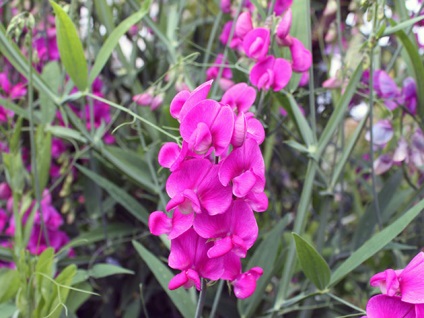 Semănatul flori în teren deschis în luna aprilie - schema și calendarul de plantare de flori în luna aprilie în sol, având grijă de (aprilie) Semănatul flori în teren deschis în luna aprilie - schema și calendarul de flori de plantare în luna aprilie, în sol, îngrijirea