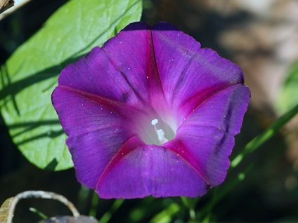 Semănatul flori în teren deschis în luna aprilie - schema și calendarul de plantare de flori în luna aprilie, în sol, de îngrijire (Maki) Semănatul flori în teren deschis în luna aprilie - schema și calendarul de flori de plantare în luna aprilie, în sol, îngrijirea