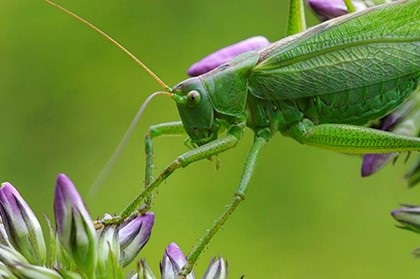 Omens de lichidare în cazul în care greierul casa (Cricket semn clădire cu apartamente) Omens de lichidare în cazul în care greierele casa