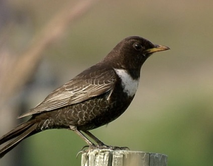 Natura Franța (tradiții) natura Franța