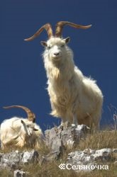originea și caracteristicile biologice capra - selyanochka - Gateway pentru fermieri, agricultura (subfamilia) Originile și caracteristicile biologice ale caprine - selyanochka - portal pentru agricultori, din mediul rural