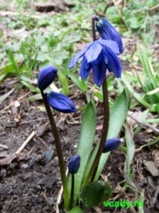 Scilla - ghiocel albastru (ghiocel albastru) Scilla - ghiocel albastru