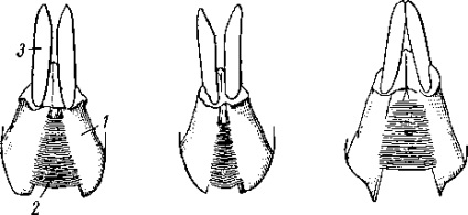 mamiferele erbivore (familie de ratoni procionide) mamiferele erbivore