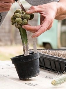 butași Reproducere cactusi (începutul verii) Propagarea prin butași de cactusi