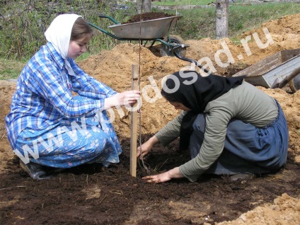 Gardens în nisip - livada (nisip) Gardens în nisip - livada