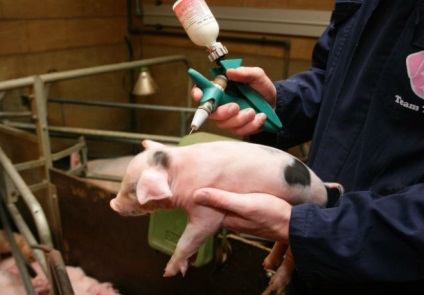 Sarcoptică porci raie simptome de scabie, fotografii (scabie) Sarcoptică simptome porci raie, tratamentul scabiei, fotografii