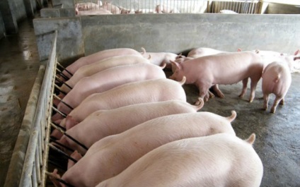 Sarcoptică porci raie simptome de scabie, fotografii (scabie) Sarcoptică simptome porci raie, tratamentul scabiei, fotografii