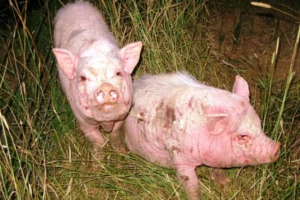 Sarcoptică porci raie simptome de scabie, fotografii (râia sarcoptică) Sarcoptică simptome porci raie, tratamentul scabiei, fotografii