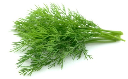 Secretele de succes tehnologie și mărar în creștere în câmp deschis (tehnologie) Secretele și tehnologia de cultivarea cu succes de marar în câmp deschis