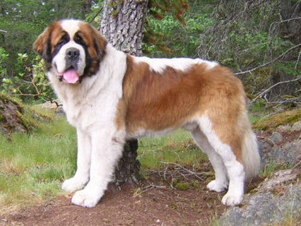Bernard fotografii, poze, descriere rasa (St. Bernard) Bernard fotografii, poze, descriere rasa