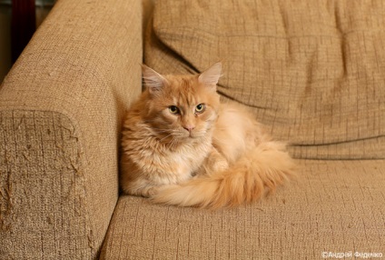 Serghei Chigrakov „Maine Coon alege stăpânul lor o dată pentru totdeauna“ - zooinform oraș (Serghei) Serghei Chigrakov „Maine Coon alege stăpânul lor o dată pentru totdeauna“ - zooinform orașului