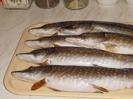 Pike afumat (afumat) Pike afumat
