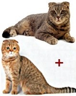 Scottish Fold - trebuie să știe dacă gena urecheat-lop este periculos (puteți tricot numai) Scottish Fold - trebuie să știe dacă gena urecheat-lop periculoase