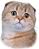 Scottish Fold - trebuie să știe dacă gena urecheat-lop periculoase (periculoase) Scottish Fold - trebuie să știe dacă gena urecheat-lop periculoase