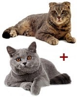 Scottish Fold - trebuie să știe dacă gena urecheat-lop este periculos (să știe) Scottish Fold - trebuie să știe dacă gena urecheat-lop periculoase