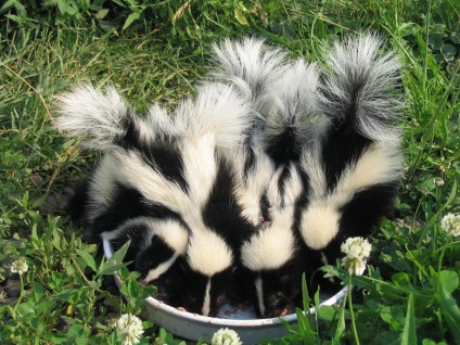 Skunk, care nu miroase (foto Skunk) Skunk, care nu miroase