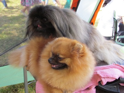 Câine de vacanță (câine de vacanță) vacanță de câine