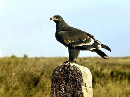Stepa, peisaje de stepă (51 poze) poze (peisaje) Stepa, peisaje de stepă (51 poze) Fotografii