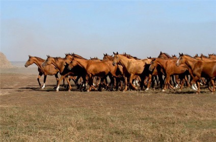 Stepa, peisaje de stepă (51 imagini), imagini (fotografii) Stepa, peisaje de stepă (51 poze) Fotografii