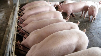 promotori de creștere și aditivi pentru hrana pentru porci (creștere) promotori de creștere și aditivi pentru hrana animalelor pentru porci