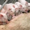 stimulatori de creștere în creștere și îngrășare porci (stimulante) stimulatori de creștere la porci de creștere și îngrășare