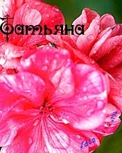 Tanya, Tanya, nume de imagine (Tanya) Tanya, Tanya, poze cu nume
