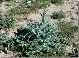 iritanta ciulin, ierburi (rechinul) spini ciulin, ierburi