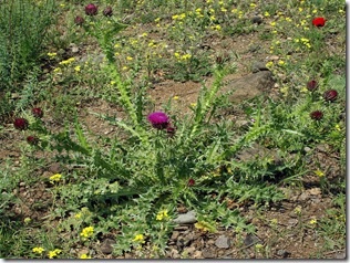 iritanta ciulin, ierburi (ciulin) spini ciulin, ierburi