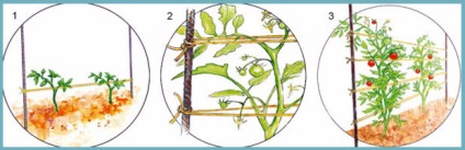 Tomate - Mikado descriere roz și caracteristici de cultivare în seră (cultivarea de tomate Mikado) Tomate - roz Mikado Descrierea și caracteristicile cultivarea în seră