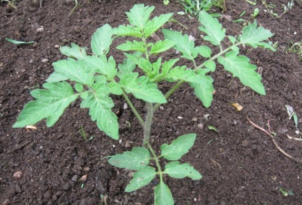 Tomate - Mikado descriere roz și caracteristici de cultivare în seră (tomate) Tomate - roz Mikado Descrierea și caracteristicile cultivarea în seră