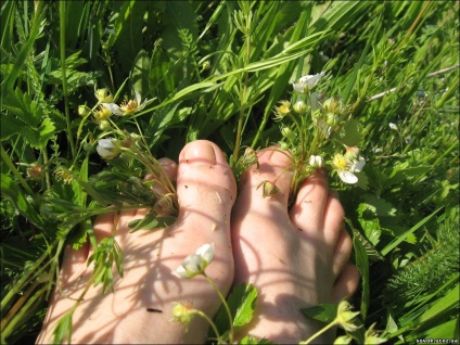 vene varicoase Grass (varice) Plante medicinale pentru varice