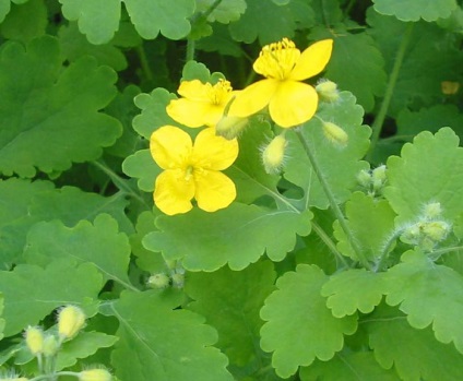 Plante medicinale pentru varice (tratament varice de iarbă) Plante medicinale pentru varice