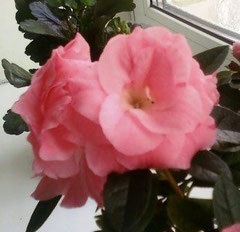 Gunoiului de grajd, fertilizare - azalee (îngrășăminte de utilizare care conțin mai mult) Fertilizare, top dressing - Azalea