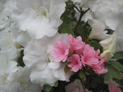 Fertilizare, top dressing - azalee (Azalea) Fertilizare, top dressing - Azalea