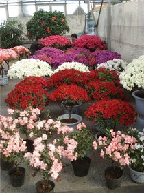 Gunoi de grajd, fertilizare - azalee (conținând utilizarea îngrășămintelor) Fertilizare, top dressing - Azalea