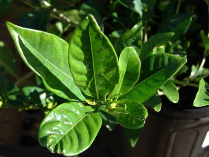 La Gardenia jasminoides muguri cad, secretele houseplants în creștere (Gardenia) La Gardenia jasminoides muguri cad, secretele houseplants în creștere