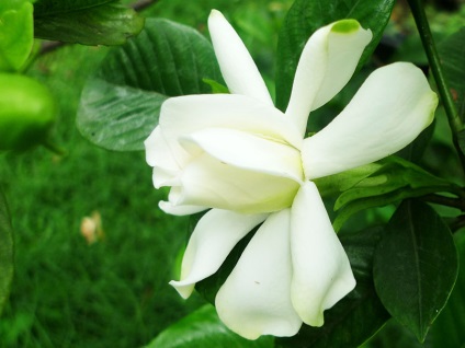 La Gardenia jasminoides muguri cad, secretele houseplants în creștere (toamna) La Gardenia jasminoides muguri cad, secretele houseplants în creștere