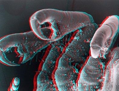Care este riscul de paraziți în organism (paraziți) Care este riscul de paraziți în organism