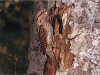 Wryneck (pasăre) (fapte) Wryneck (păsări de curte)
