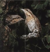 Wryneck (păsări de curte) (motorizate) Wryneck (păsări de curte)
