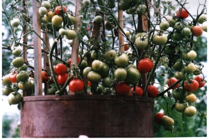 Cultivarea tomate într-un butoi (un butoi) Cultivarea roșii într-un butoi