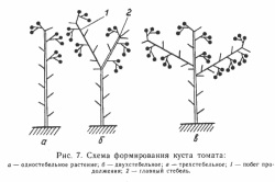 Cultivarea în normele de seră (seră) Cultivarea în normele de seră