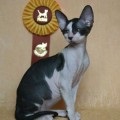 Cornish Rex Legare sfaturi, crescătorii de pisici, de căldură, porecle (Cornish Rex) Cornish Rex Legare sfaturi amelioratorilor, pisicuțe, căldură, porecle