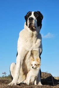 De ce avem animale domestice (animale de companie) De ce avem animale de companie