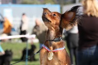 De ce avem animale de companie (exotice rasa rara) De ce avem animale de companie