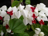 Femeile houseplant (alte plante de apartament) houseplant femei