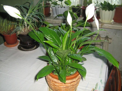 houseplant Bras (plantă) houseplant femei